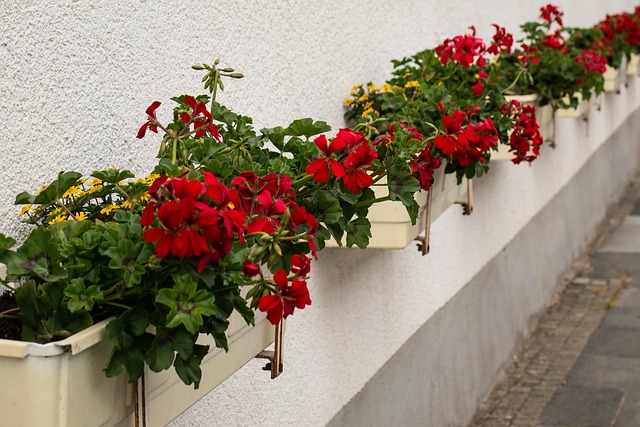 zeď s rostlinami